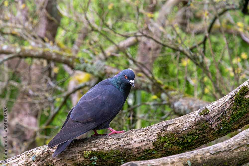 Fototapeta premium blue dove in the city on a branch in a park