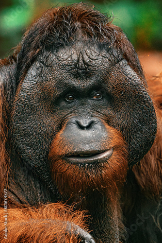 Orangutan alpha male portrait in the wild © Sven Taubert