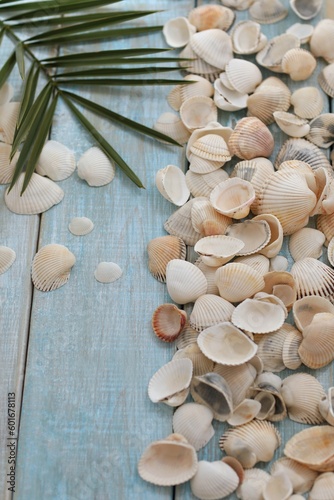 Palm leaf on a background of seashells, shell, blue background, marine, sea, rest, travel, tourist, guidebook, background image, background, happiness, text, write, travel