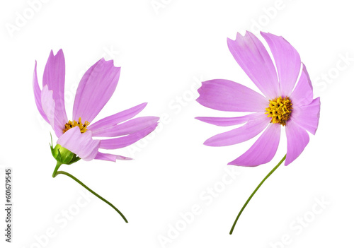 Set of pink cosmos flowers isolated on white or transparent background