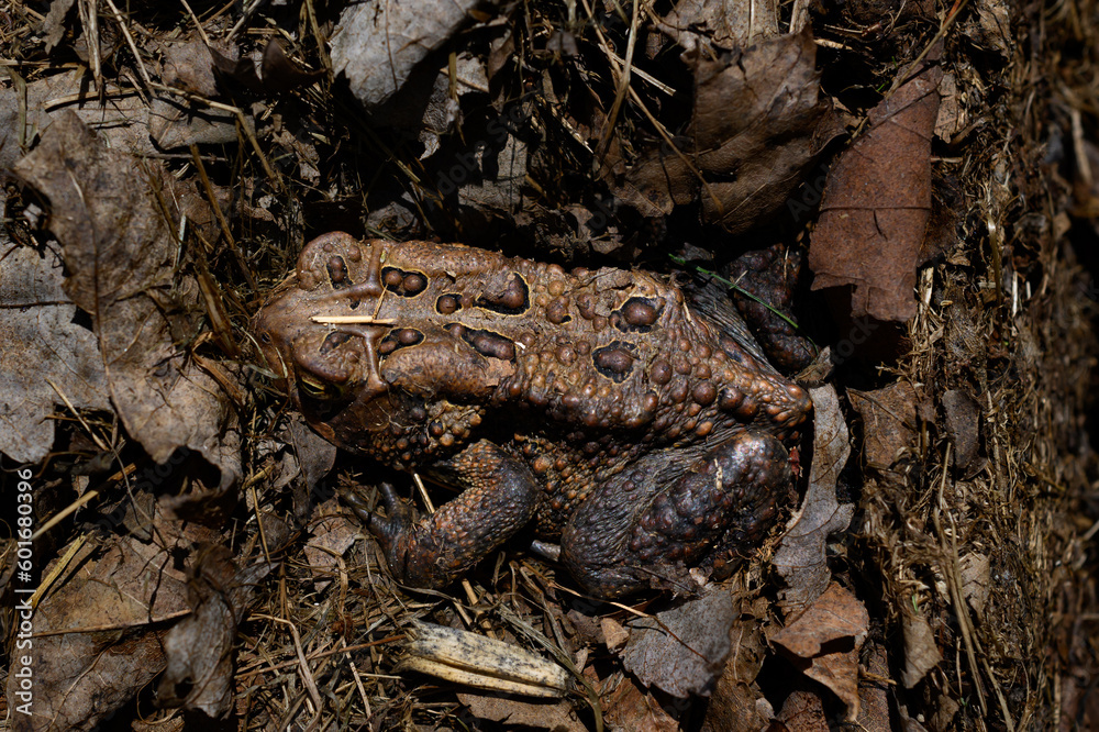 A toad emerges from its winter hibernation and easily blends in with the brown dead leaves covering the forest floor. This toad is so well camouflaged that you would miss it. Spring in Upstate NY. A toad emerges from its winter hibernation and easily blends in with the brown dead leaves covering the forest floor. This toad is so well camouflaged that you would miss it. Spring in Upstate NY.