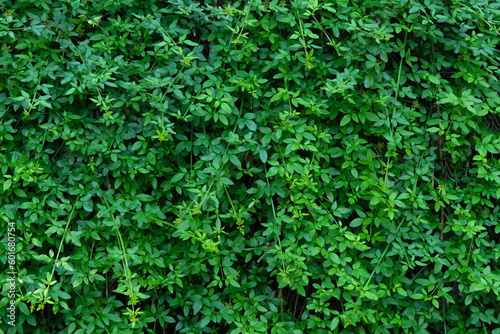 Wall of decorative green shrubs.