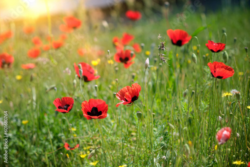 Close-up of beautiful poppy flowers among the grass.