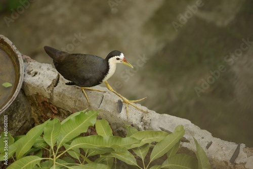 the white-breasted waterhen is a waterbird widely distributed across south and southeast asia photo