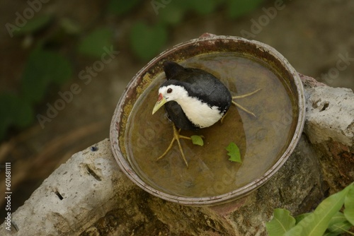 the white breasted water hen sitting on a water bowl photo