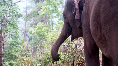 Asian elephant grazing on jungle undergrowth with its prehensile trunk.