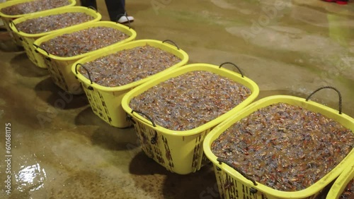 Fish Market Displays overflowing buckets of Firefly Squid at Namerikawa Port photo