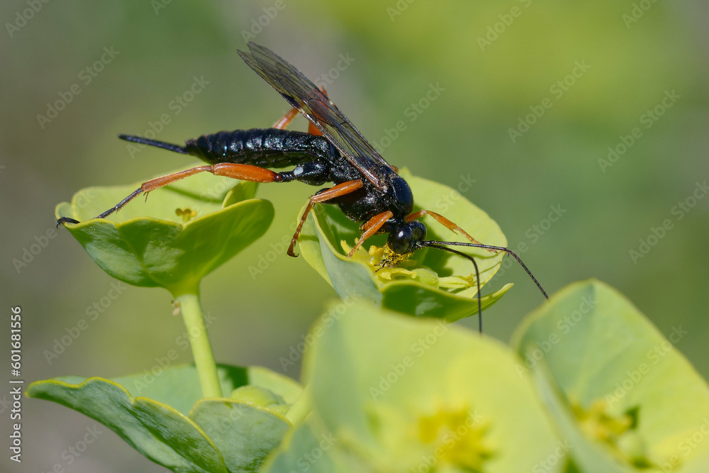 Fototapeta premium Black slip wasp (Pimpla rufipes) on a flower