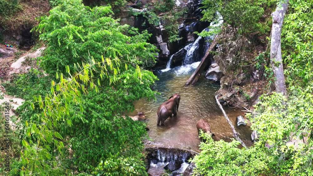 Asian elephants bathing in tropical waterfall pool in Thailand jungle. Asian elephants bathing in tropical waterfall pool in Thailand jungle.