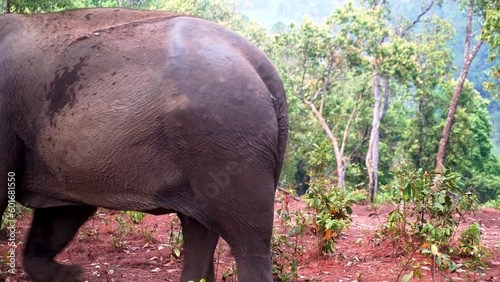 Asian elephant walking in Thai jungle, ground shaking below its feet. photo