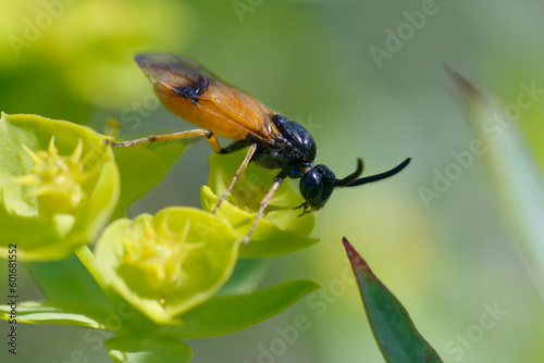 Bramble sawfly (Arge cyanocrocea) on a flower photo