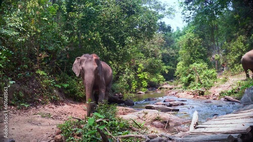 Large asian elephant crossing jungle stream and walking on dirth path. photo