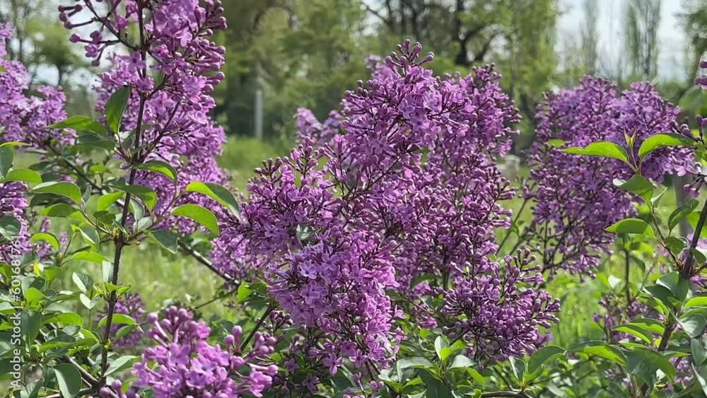 The naturalness and fragrant smell of the redbud tree in the garden