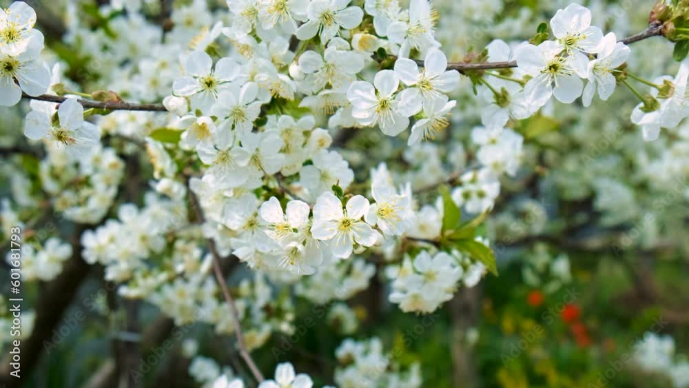 Blooming spring trees against the sky. Selective focus. Blooming spring trees against the sky. Selective focus.