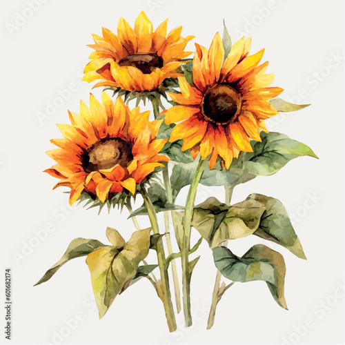 Sunflowers drawing on white background isolated vector. Sunflower drawing watercolor vector. Beautiful sunflowers pattern. Floral pattern. Floral print.