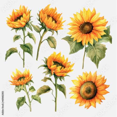 Sunflowers drawing on white background isolated vector. Sunflower drawing watercolor vector. Beautiful sunflowers pattern. Floral pattern. Floral print. © Nataly G