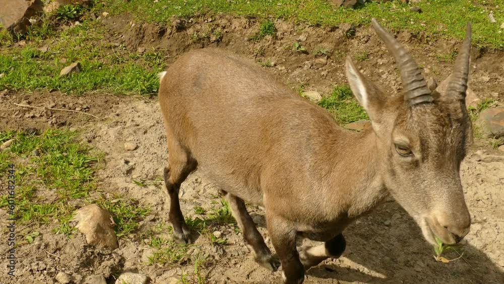 Brown horned goat grazing grass on a pasture, on a sunny day Brown horned goat grazing grass on a pasture, on a sunny day