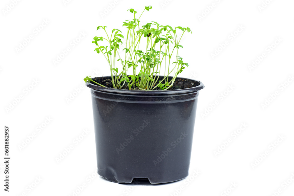 Fresh baby leaf salad lettuce isolated on white background