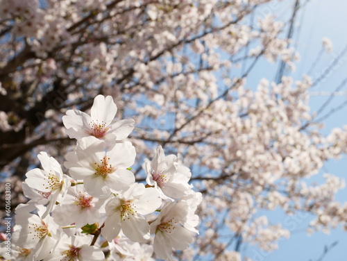 青空に映える桜