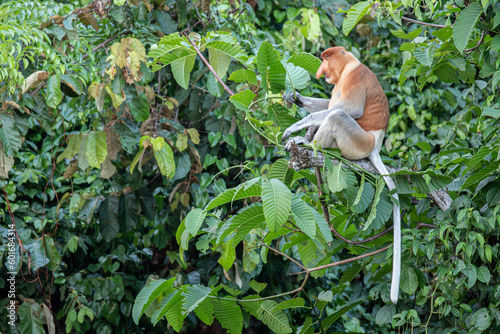 Canvas Print Proboscis Monkey also known as long nose monkey in the trees of Borneo rain fore