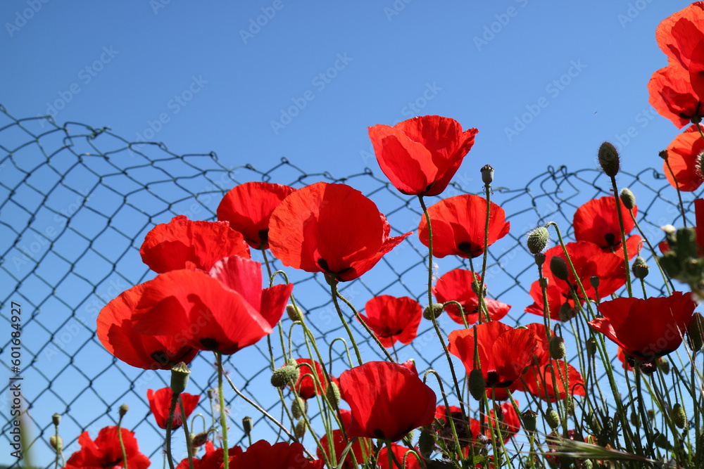 Fototapeta premium Amapolas delante de Malla metálica y cielo azul