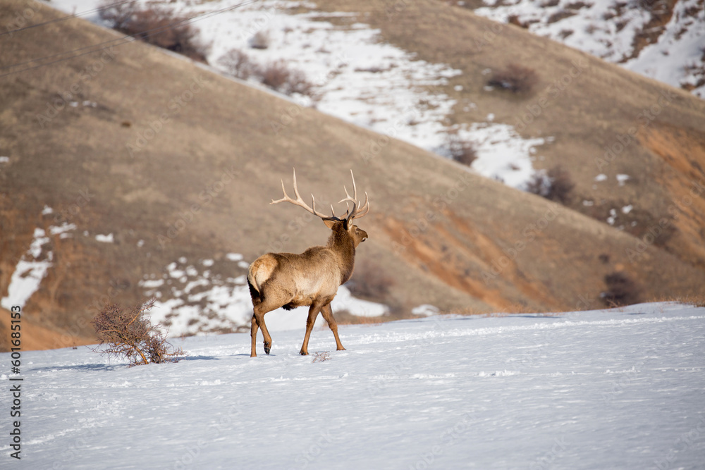 Deer in the snow against the sky and mountains. A herd of wild deer.