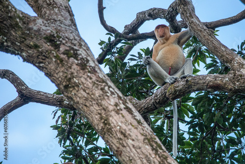 Proboscis Monkey also known as long nose monkey in the trees of Borneo rain forest