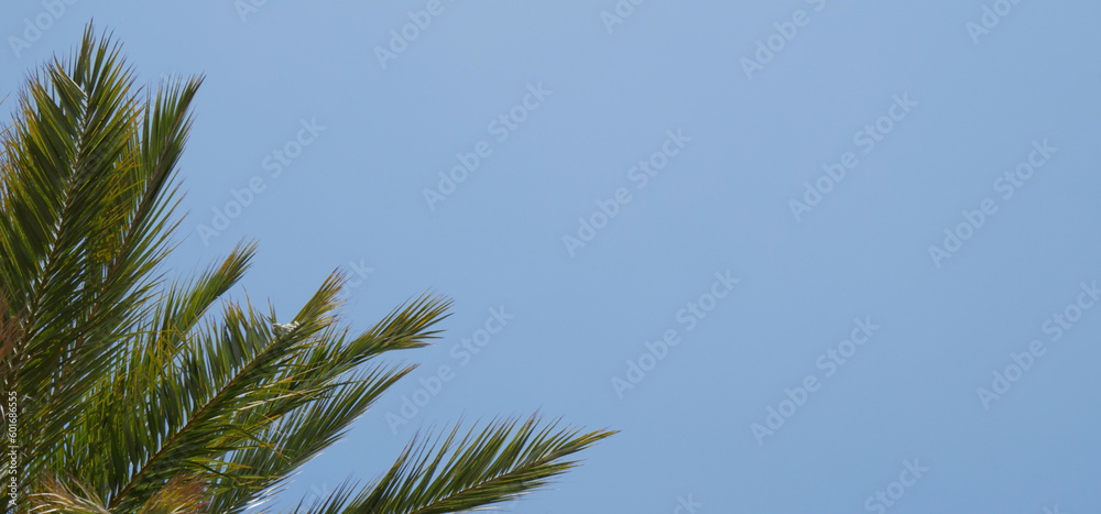 Palm tree with green leaves, blue sky space. Palm tree with green leaves, blue sky space.