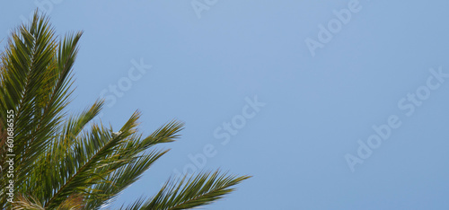 Palm tree with green leaves  blue sky space.