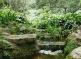 Leafy and green vegetation with a small stream, moments of calm and silence.