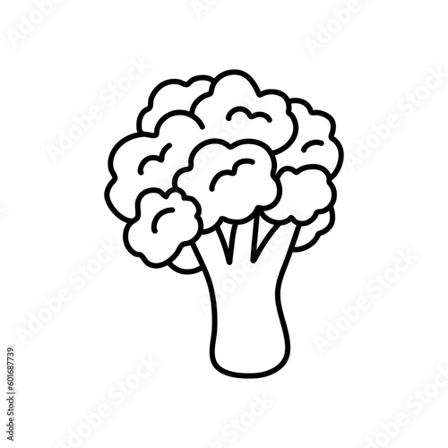 A black and white drawing of a cabbage. cauliflower doodle. cauliflower vector, cabbage doodle