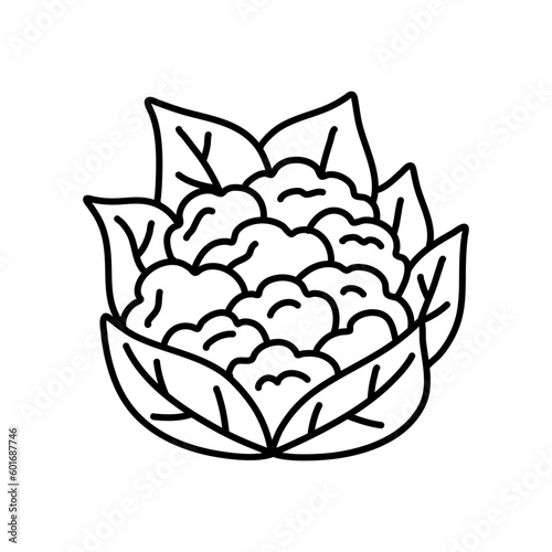 A black and white drawing of a cabbage. cauliflower doodle. cauliflower vector, cabbage doodle