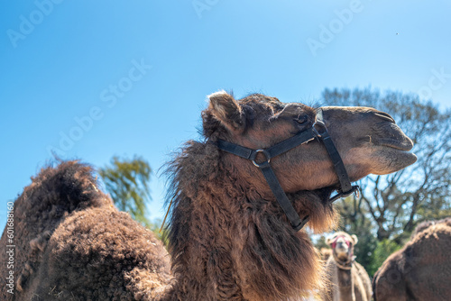 A one-humped camel in a paddock, stretching its neck at the viewer. Close-up portrait of a camel.