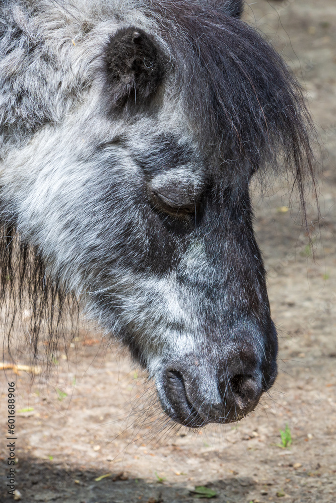 Fototapeta premium Pony
