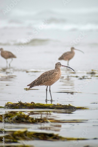 Birds on Morro bay beach, California.