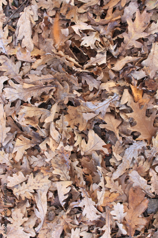 autumn leaves on the ground autumn leaves on the ground