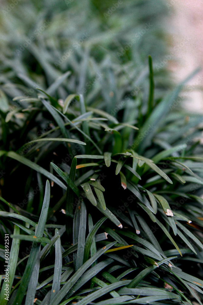 Obraz premium Grass Close-Up Potrait, Greenery Scene with Rocks Background
