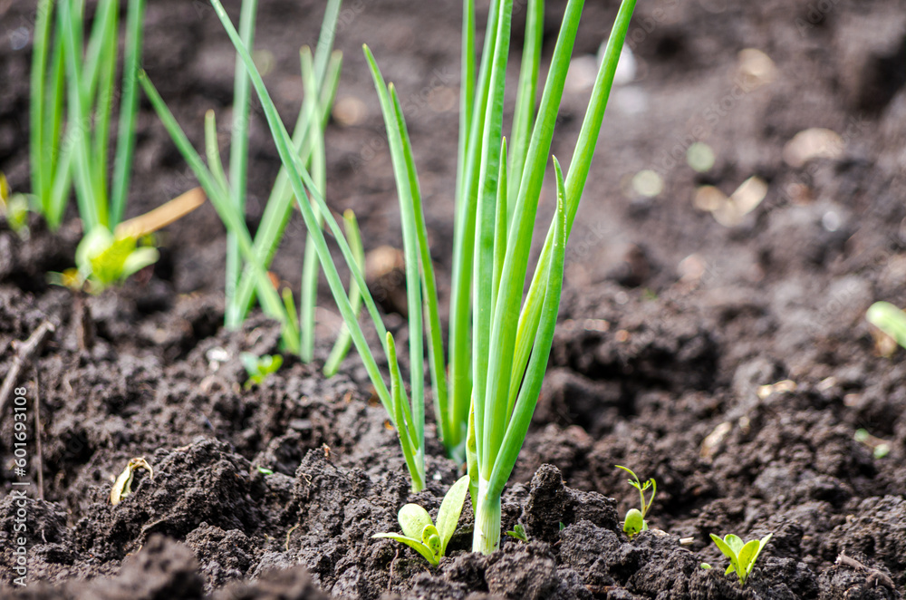 Close up organic spring onion rows in dark Chernozem soil Close up organic spring onion rows in dark Chernozem soil