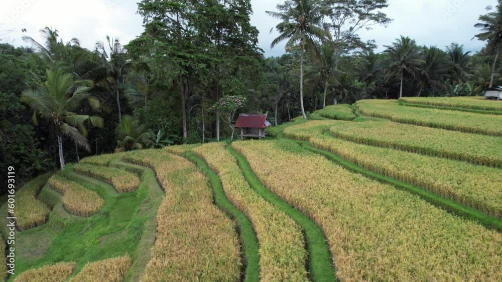 Terraced rice paddy on hill slope, small awning on stilts seen at edge of plantations, green forested ravine on background. Aerial camera fly around and close to small construction, move near ground Terraced rice paddy on hill slope, small awning on stilts seen at edge of plantations, green forested ravine on background. Aerial camera fly around and close to small construction, move near ground