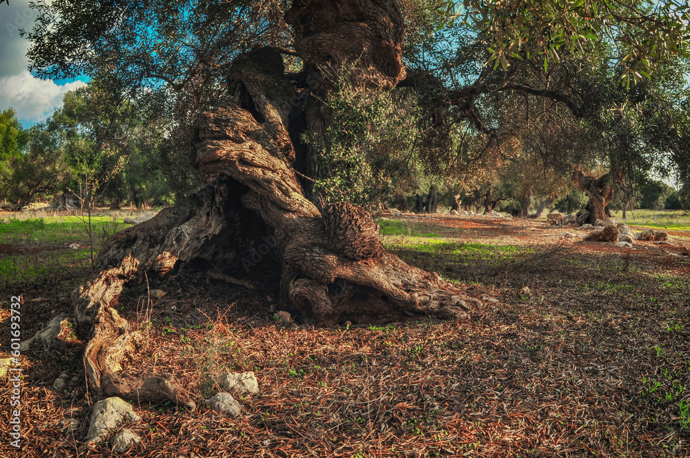 Twisted roots of old olive tree.