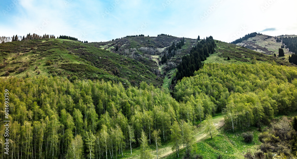 landscape in the summer landscape in the summer