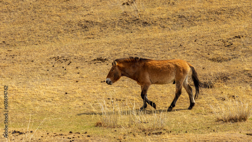 Wallpaper Mural Przewalski's Wild Horse / Takhi / Mongoria / wildlife Torontodigital.ca