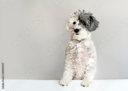 Sweet White Havanese Dog with Black Year . Portrait of Dog Looking at the Camera Isolated on a Gray Background.