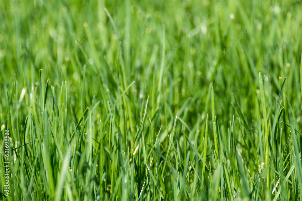 Green grass close-up with blurred background. Natural fresh weed shining lawn background. Vibrant spring nature pattern Green grass close-up with blurred background. Natural fresh weed shining lawn background. Vibrant spring nature pattern