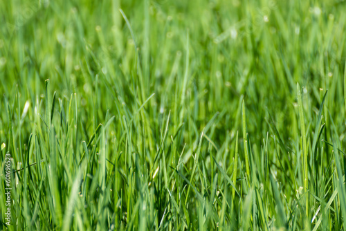 Green grass close-up with blurred background. Natural fresh weed shining lawn background. Vibrant spring nature pattern