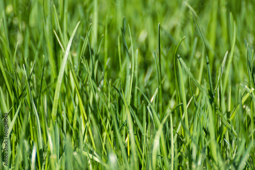 Green grass blades close-up details on blurred background. Natural fresh greenery shining lawn background. Vibrant spring nature pattern