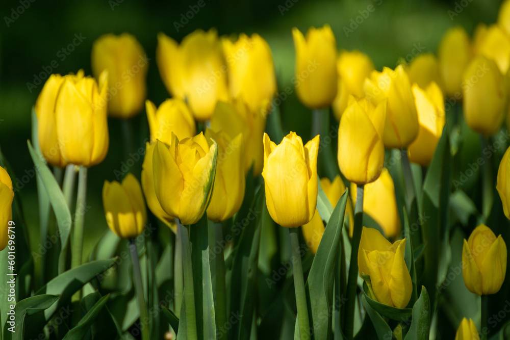 Yellow tulips flowerbed with greenery, field of flowers close-up with blurred green background, spring blossom