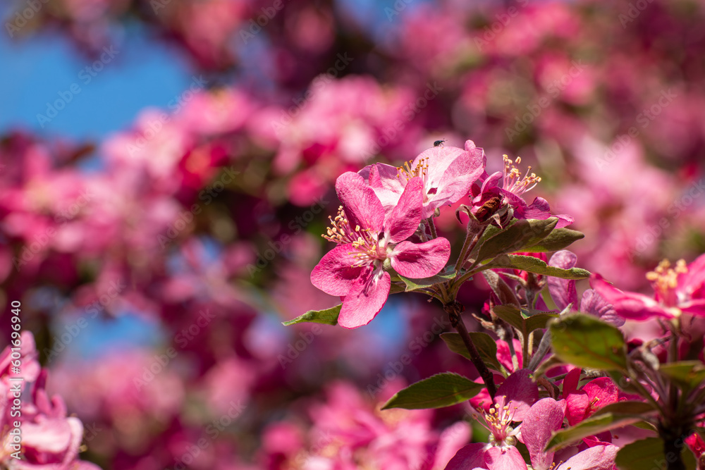 Pink flowers on apple tree close-up, sunny branches. Spring vibrant pink flowers bloom in garden with blurred blue sky background	