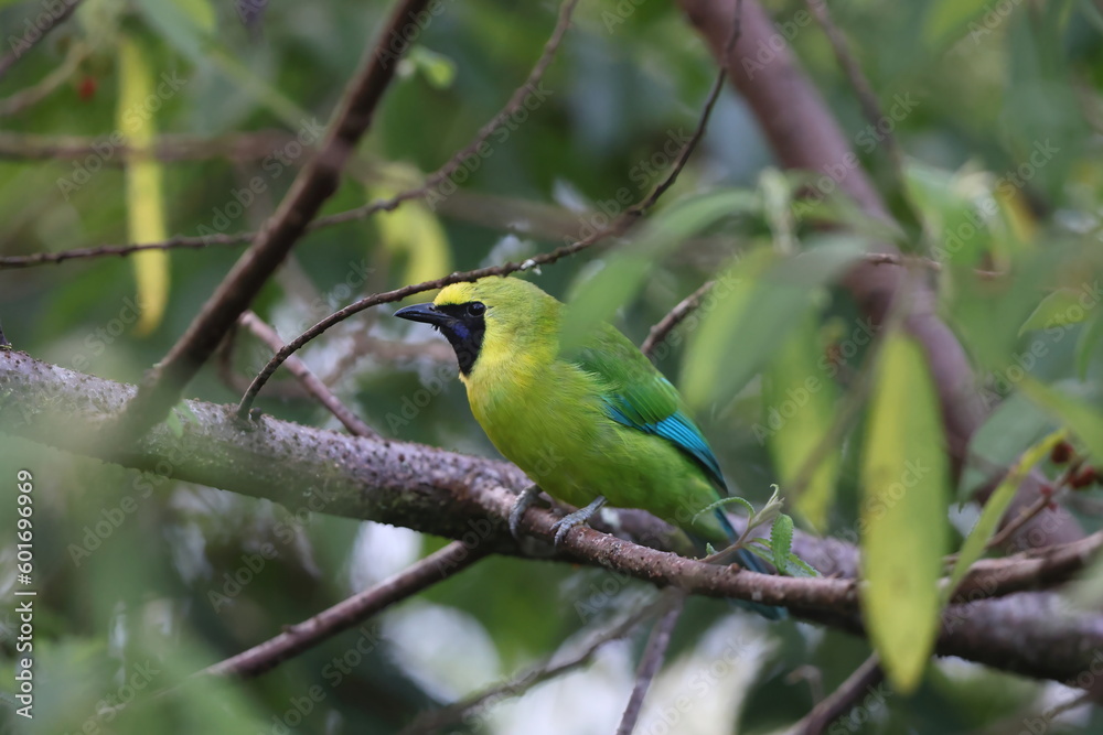 Bornean Leafbird or Kinabalu leafbird (Chloropsis kinabaluensis) in Sabah, North Borneo Bornean Leafbird or Kinabalu leafbird (Chloropsis kinabaluensis) in Sabah, North Borneo