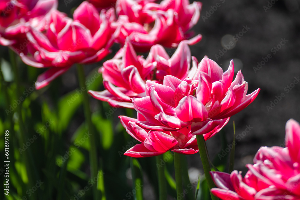 Pink with white decorative tulips flowers blooming with greenery, sunny spring flowerbed close-up with blurred green background Pink with white decorative tulips flowers blooming with greenery, sunny spring flowerbed close-up with blurred green background